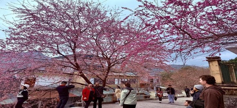 Mai anh đào thắp hồng trên cực Bắc Lũng Cú