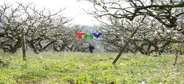 Hoa mận Mộc Châu: Vẻ đẹp tinh khôi Tây Bắc
