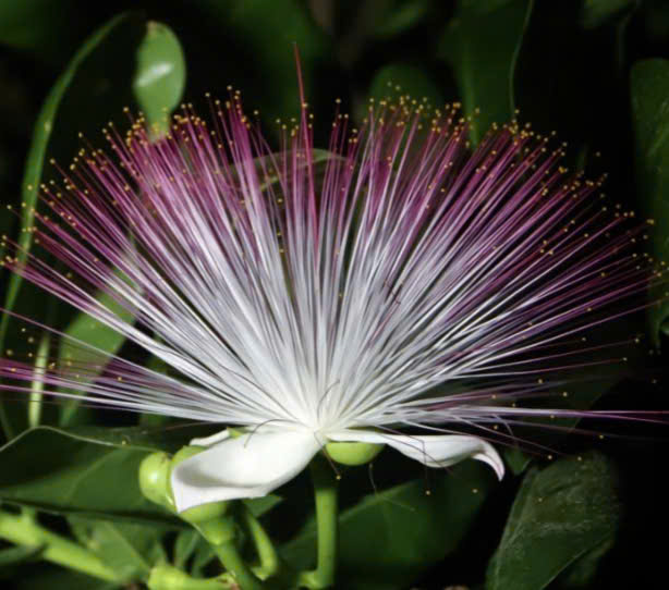 Bàng Vuông ở Trường Sa