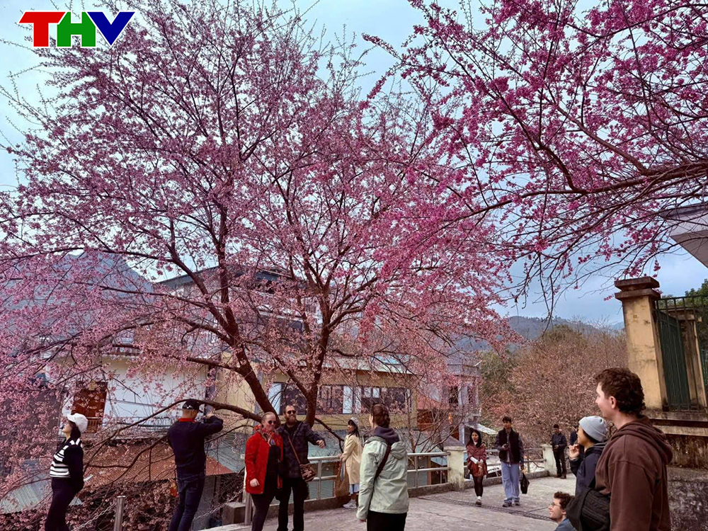 Hoa mận Mộc Châu: Vẻ đẹp tinh khôi Tây Bắc
