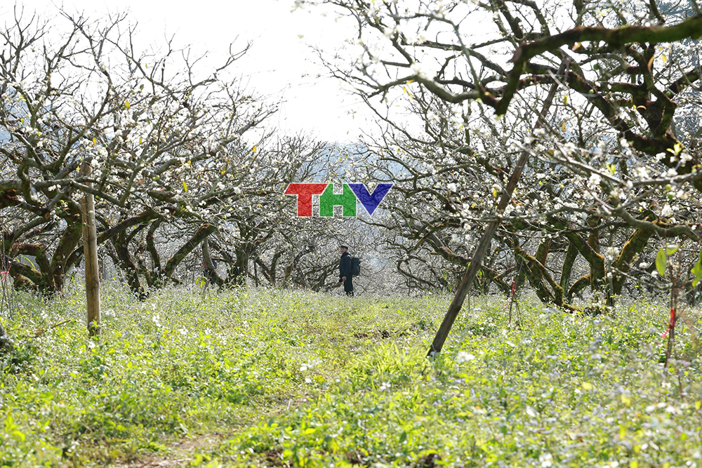 Tập đoàn Quốc tế Phượng Hoàng: Yêu thương để xoa dịu nỗi đau